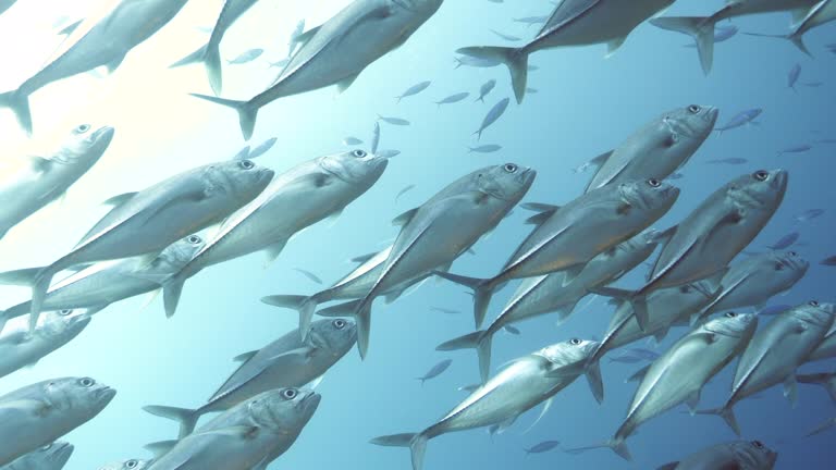 العراق يمنع استيراد الأسماك في فترات الوفرة المحلية