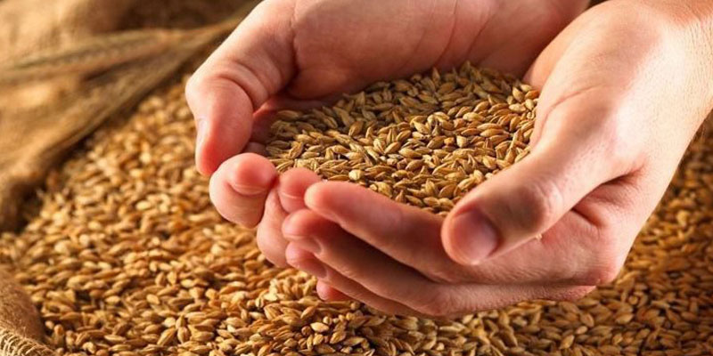 السكك الحديد تعود لنقل الحنطة بكميات كبيرة