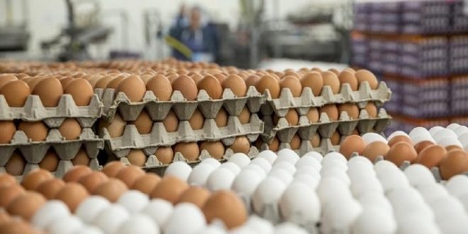 التجارة تحدد سعر طبقة بيض المائدة بـ6 آلاف