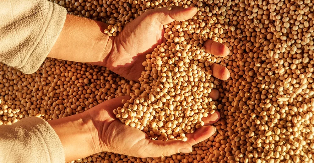 140 مليون دولار صادرات المنتجات الغذائية الأمريكية إلى العراق خلال 2025