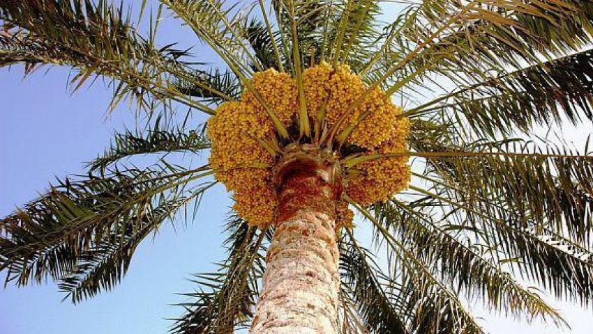 الزراعة: العراق يتجه لاستعادة صدارة النخيل عالمياً