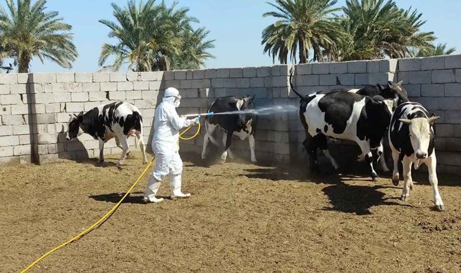  الزراعة تعلن حملات خريفية لمكافحة الحمى النزفية