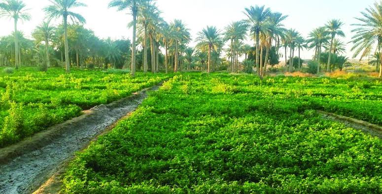 254 ألف دونم ضمن الخطة الزراعية الشتوية في كربلاء