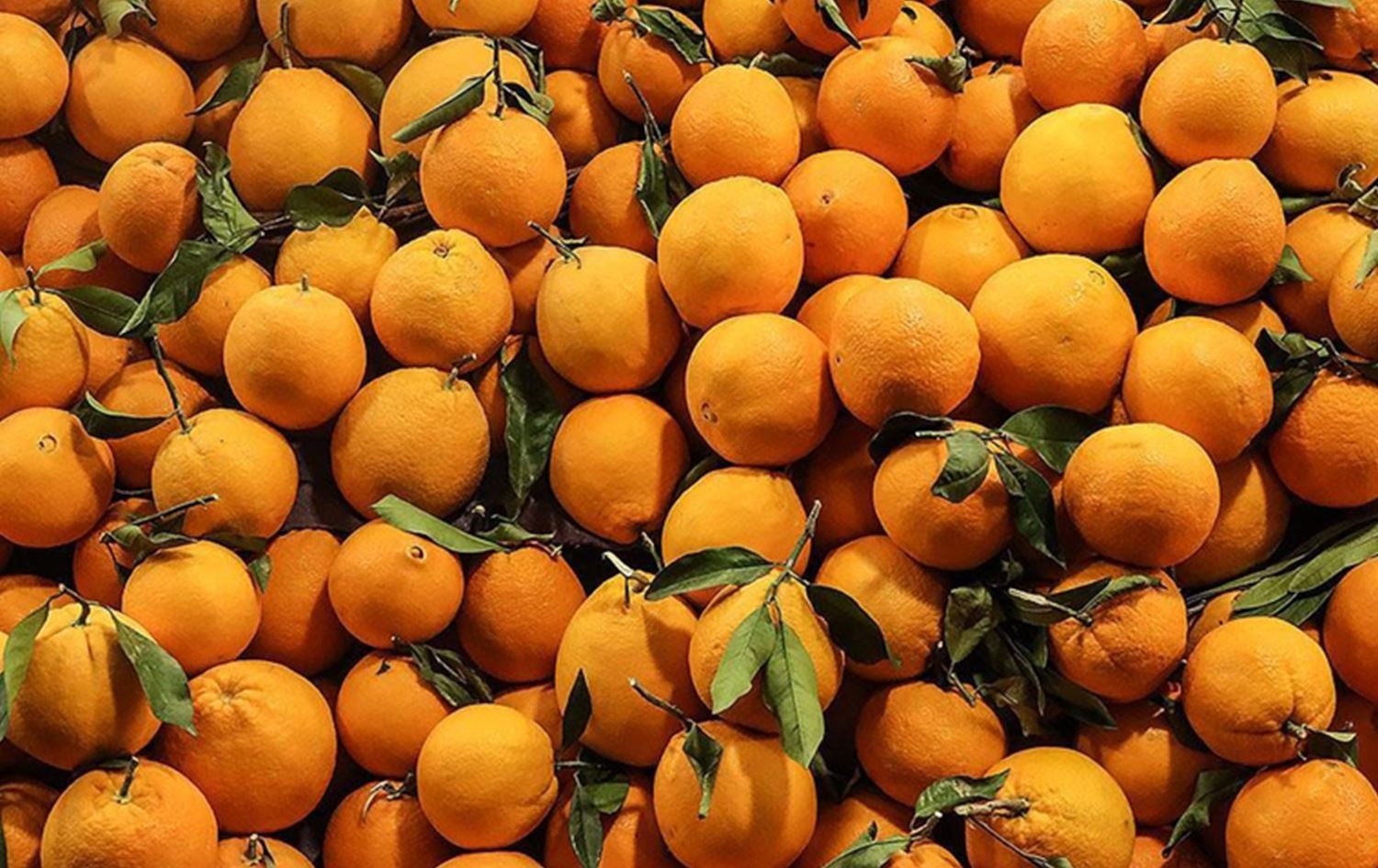 أكثر من نصف مليار دولار قيمة استيراد العراق للحمضيات من تركيا في 2025