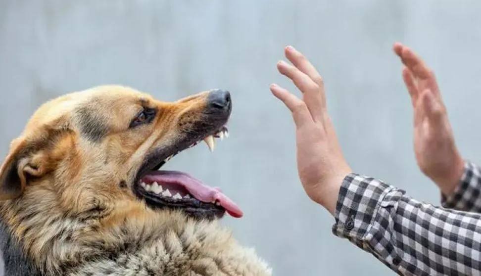 العراق يسجل 50 ألف إصابة بعضة الكلب و19 حالة وفاة خلال العام الماضي